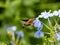Hummingbird hawk-moth feeds from flowers along a river in Yamato, Kanagawa, Japan