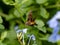 Hummingbird hawk-moth feeds from flowers along a river in Yamato, Kanagawa, Japan