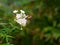 Hummingbird hawk-moth in flight at a white flower for nectar-feeding