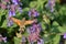 Hummingbird hawk-moth in a garden