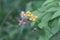 Hummingbird Hawk moth or Hummingmoth detailed macro shot view