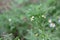 Hummingbird Hawk moth or Hummingmoth detailed macro shot view