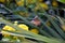 Hummingbird hawk-moth insect in summer detail photography