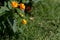 Hummingbird hawk-moth on lantana camara blooming bush