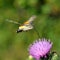 Hummingbird hawk-moth (Macr