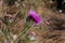 Hummingbird hawk-moth Macroglossum stellatarum