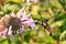 Hummingbird hawk-moth Macroglossum stellatarum