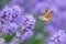 The hummingbird hawk-moth Macroglossum stellatarum