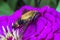 Hummingbird hawk-moth,Macroglossum stellatarum