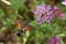 Hummingbird hawk-moth (Macroglossum stellatarum)