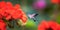 An hummingbird hawk-moth Macroglossum stellatarum feeding nectar from woolly thistle flower
