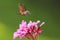 Hummingbird hawk-moth Macroglossum stellatarum feeding on pink f