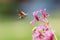 Hummingbird hawk-moth Macroglossum stellatarum feeding on pink f