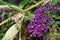 Hummingbird hawk-moth Macroglossum stellatarum feeding on pink flowers