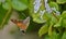 Hummingbird hawk-moth Nectaring on Swedish ivy