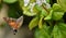 Hummingbird hawk-moth Nectaring on Swedish ivy