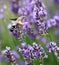 hummingbird hawk moth while sucking nectar from the fragrant lav