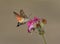 Hummingbird Hawkmoth