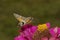 Hummingbird Hawkmoth