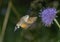 Hummingbird Hawkmoth