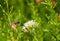 Hummingbird Hawkmoth Eating