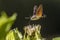 Hummingbird hawkmoth (Macroglossum stellatarum)