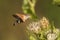 Hummingbird hawkmoth (Macroglossum stellatarum)