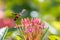Hummingbird hawkmoths Macroglossum stellatarum drinking on flower