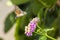 Hummingbird Hawkmoths (Macroglossum stellaturum)