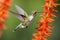 a hummingbird hovering near a bright bloom