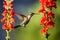 a hummingbird hovering near a bright bloom