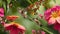 The hummingbird hovering near a vibrant cluster of tropical flowers.