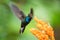 Hummingbird hovering next to orange flower,garden,tropical forest,Brazil, bird in flight with outstretched wings