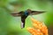 Hummingbird hovering next to orange flower,garden,tropical forest,Brazil, bird in flight with outstretched wings