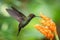 Hummingbird hovering next to orange flower,garden,tropical forest,Brazil, bird in flight with outstretched wings