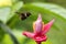 Hummingbird hovering next to pink and yellow flower, garden,tropical forest, Colombia, bird in flight with outstretched wings