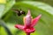 Hummingbird hovering next to pink and yellow flower, garden,tropical forest, Colombia, bird in flight with outstretched wings