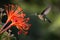 hummingbird hovering over exotic flower