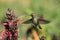 Hummingbird hovering over flower