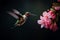 A hummingbird hovers close to the blooming branches of cherry blossoms