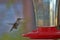 Hummingbird Hovers at Garden Feeder 1