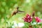 Hummingbird hovers in mid-air over a lily flower against a serene summer background