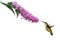 Hummingbird hovers at pink buddleia flower
