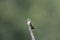 Hummingbird hungrily watching a passing housefly
