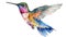 Hummingbird illustration in vivid watercolor style flying isolated