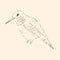 Hummingbird isolated on creamy beige background. Bird sketch. Vector drawing of colibri for greeting cards, invitations, prints,