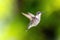 Hummingbird Isolated In Flight Southwestern Ontario Canada