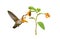 Hummingbird and Jewelweed Flower Isolated with path