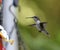 Hummingbird landing