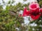 Hummingbird landing on feeder